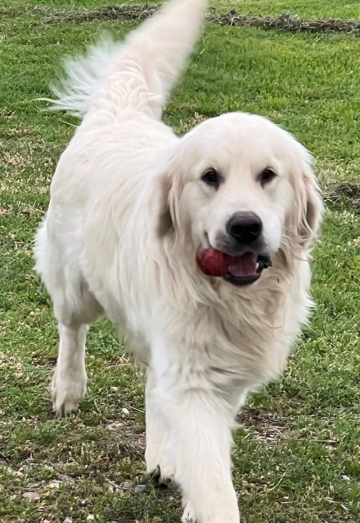 Kevin, an adoptable Akbash in Farmersville, TX, 75442 | Photo Image 3