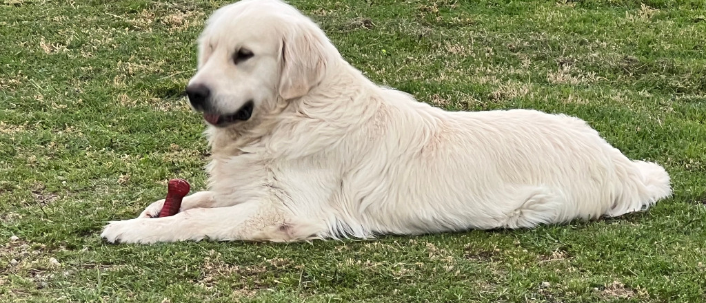 Kevin, an adoptable Akbash in Farmersville, TX, 75442 | Photo Image 4