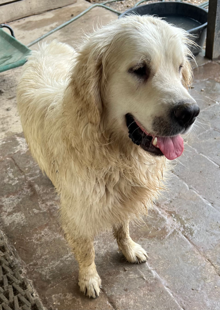 Kevin, an adoptable Akbash in Farmersville, TX, 75442 | Photo Image 6