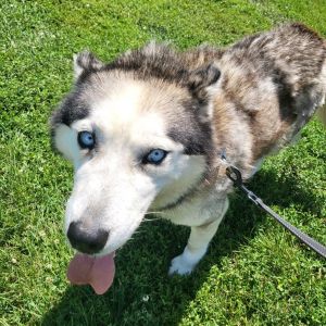 Taffy, Senior Female unknown
