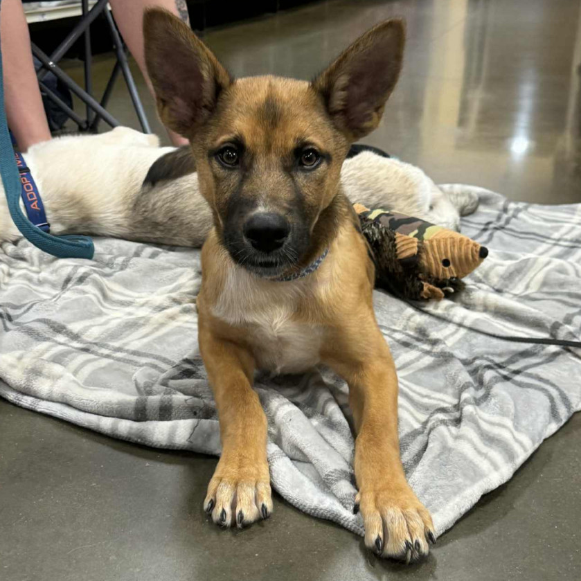 Jelly Roll, an adoptable Mixed Breed in Sartell, MN, 56377 | Photo Image 1