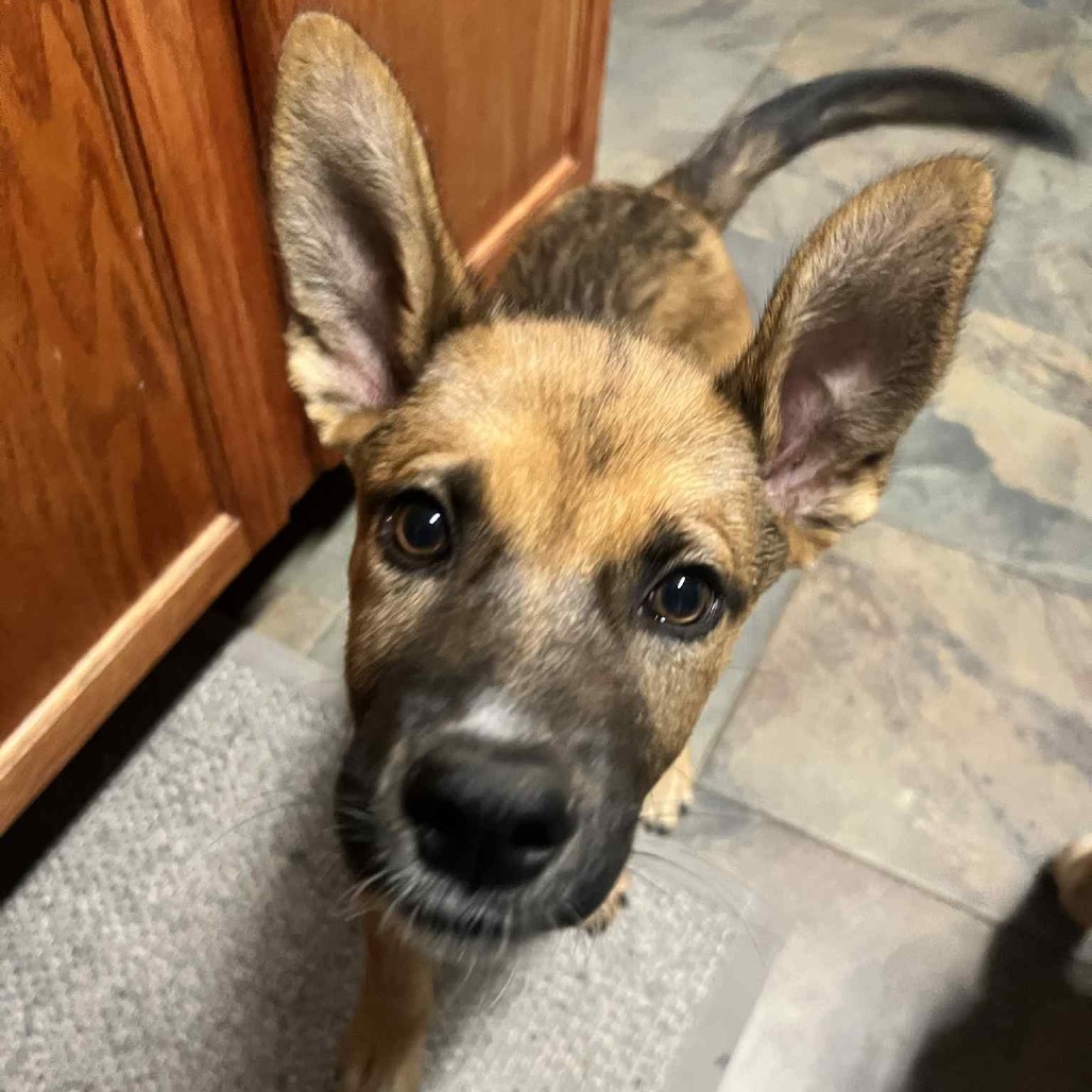 Jelly Roll, an adoptable Mixed Breed in Sartell, MN, 56377 | Photo Image 2