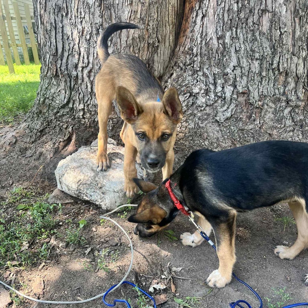 Jelly Roll, an adoptable Mixed Breed in Sartell, MN, 56377 | Photo Image 3
