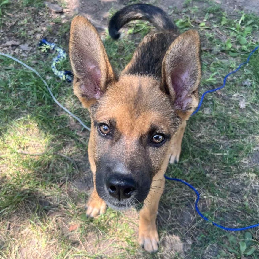 Jelly Roll, an adoptable Mixed Breed in Sartell, MN, 56377 | Photo Image 4