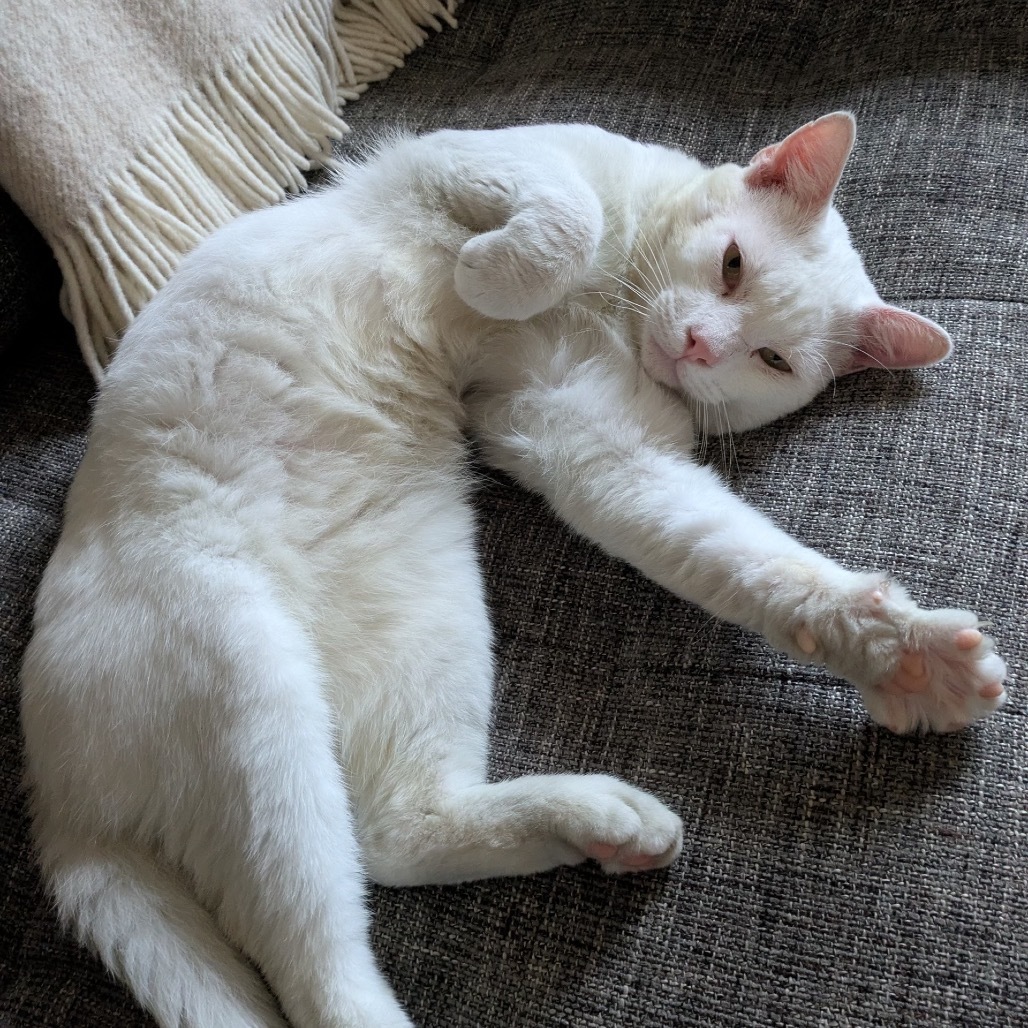 Peanut (FKA Beast)