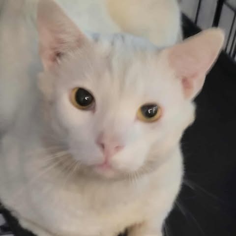 Peanut (FKA Beast)