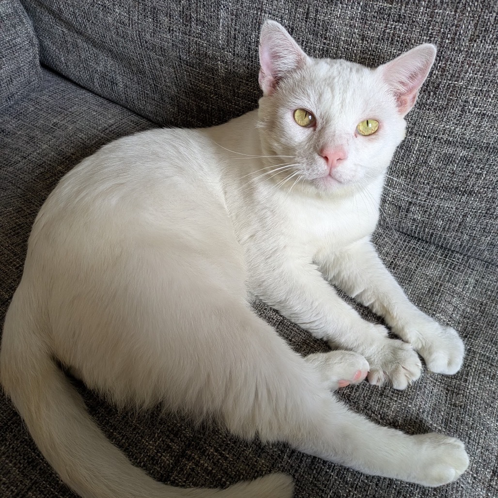 Peanut (FKA Beast)