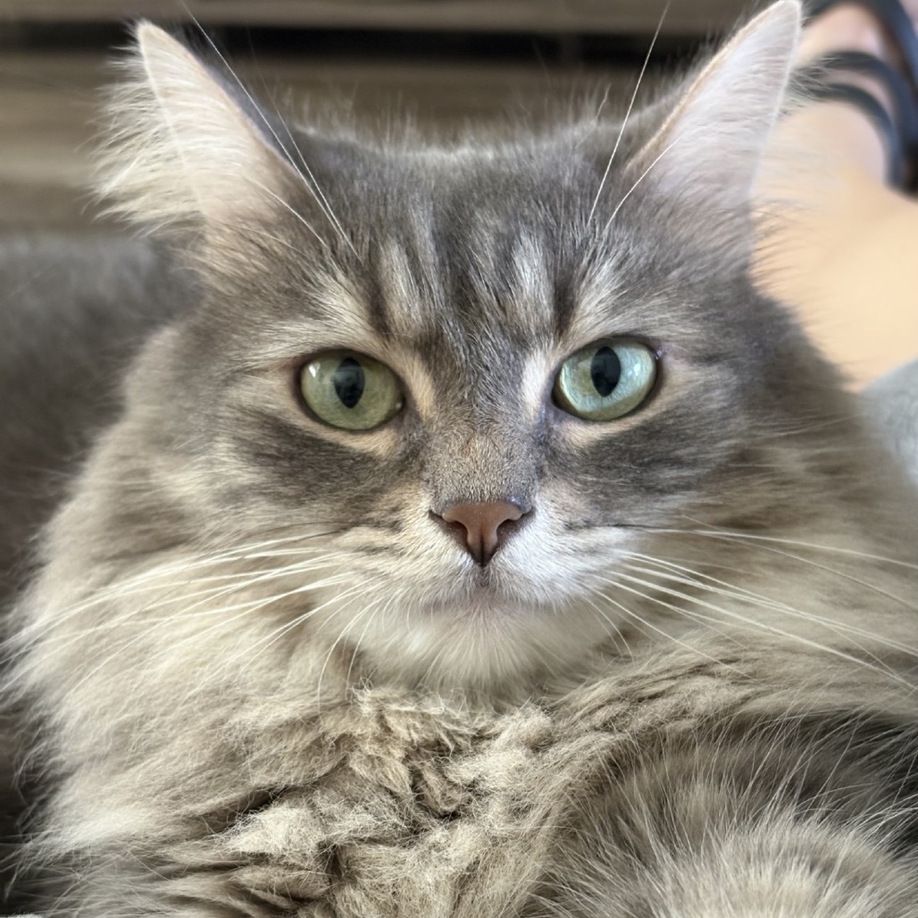 Piper