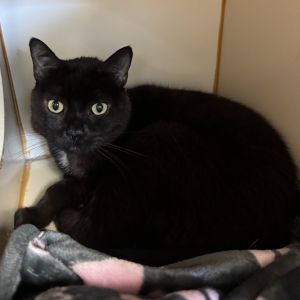 Sofie, Senior Female unknown