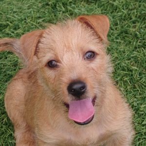 Puppy Shaq Terrier Dog