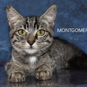 Montgomery, Baby Male Domestic Short Hair