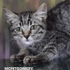 Montgomery photo 3