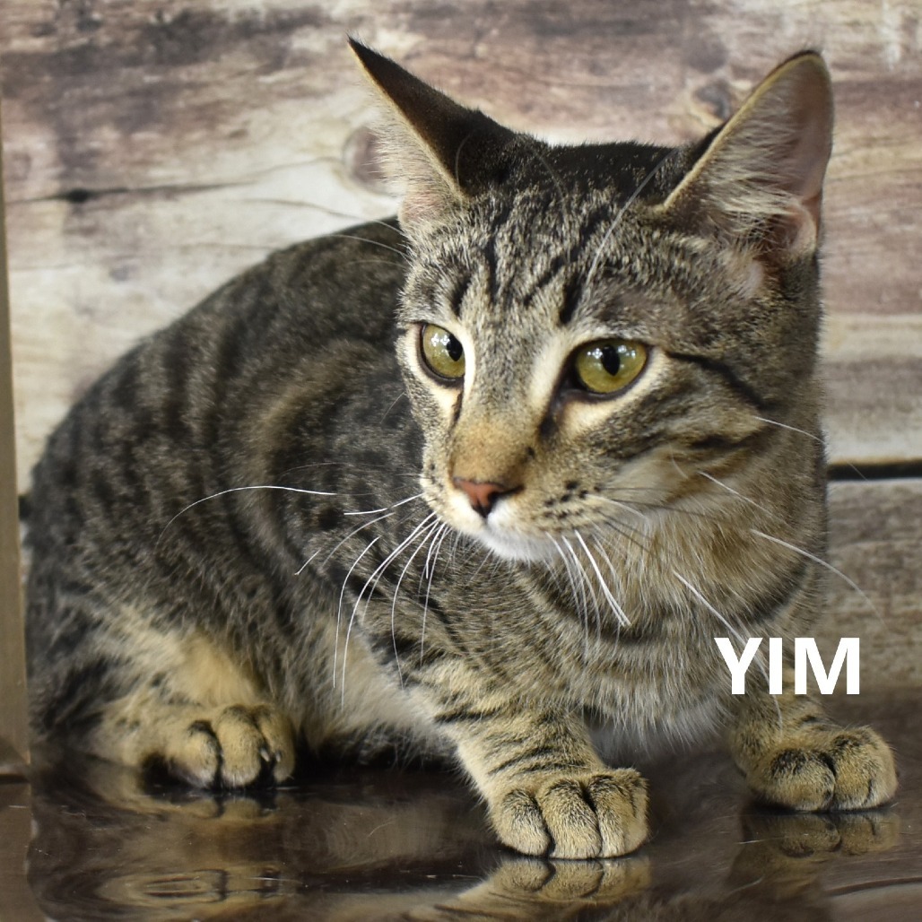 Yim, an adoptable Domestic Short Hair in Yuma, AZ, 85365 | Photo Image 1