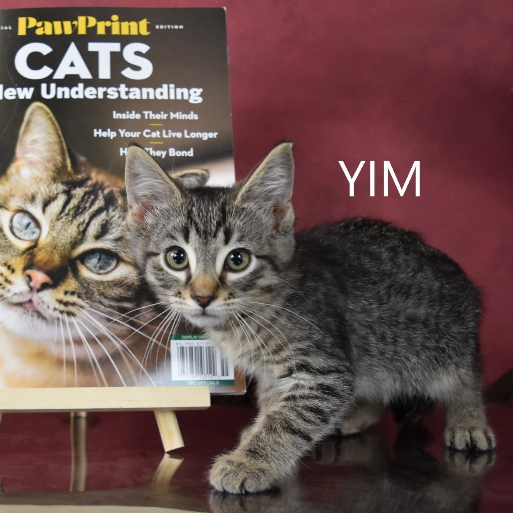 Yim, an adoptable Domestic Short Hair in Yuma, AZ, 85365 | Photo Image 2