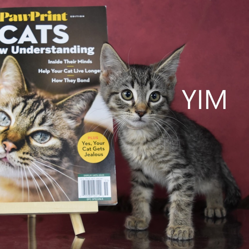 Yim, an adoptable Domestic Short Hair in Yuma, AZ, 85365 | Photo Image 3