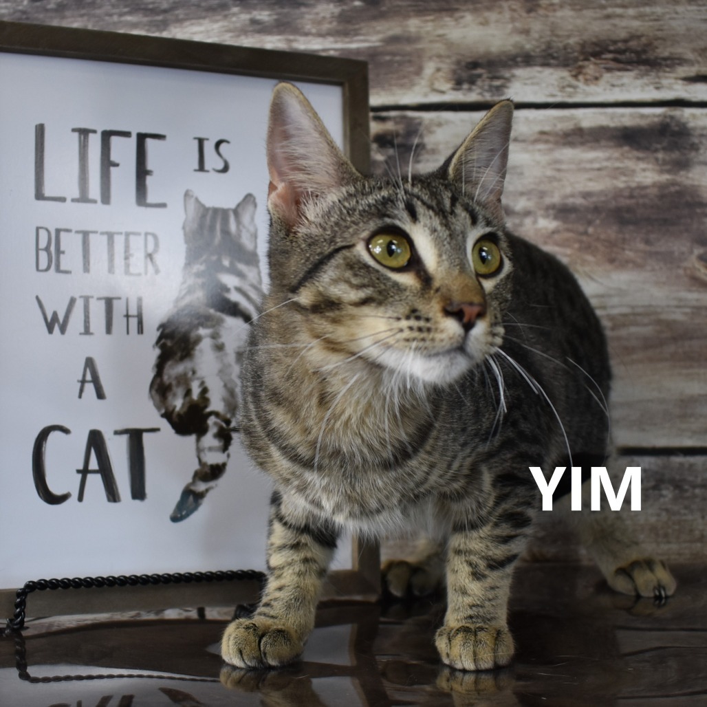 Yim, an adoptable Domestic Short Hair in Yuma, AZ, 85365 | Photo Image 4