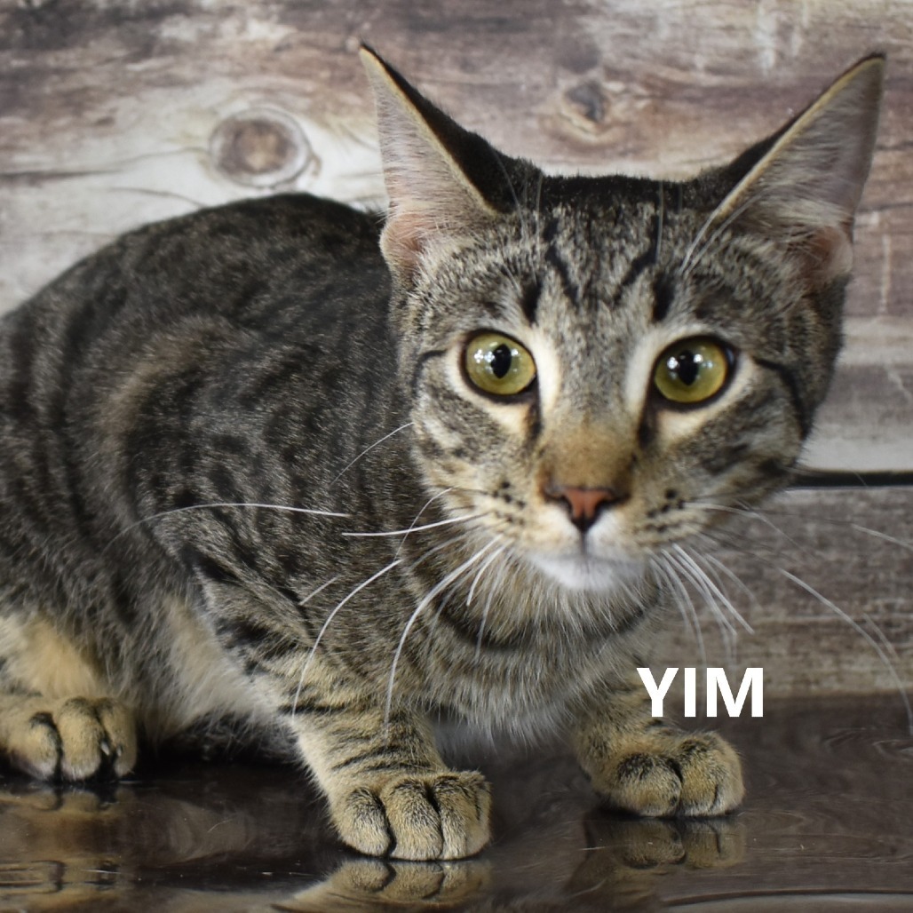 Yim, an adoptable Domestic Short Hair in Yuma, AZ, 85365 | Photo Image 5
