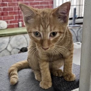 Ginger - Petco North, Baby Female unknown