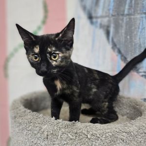 Chanel, Baby Female unknown