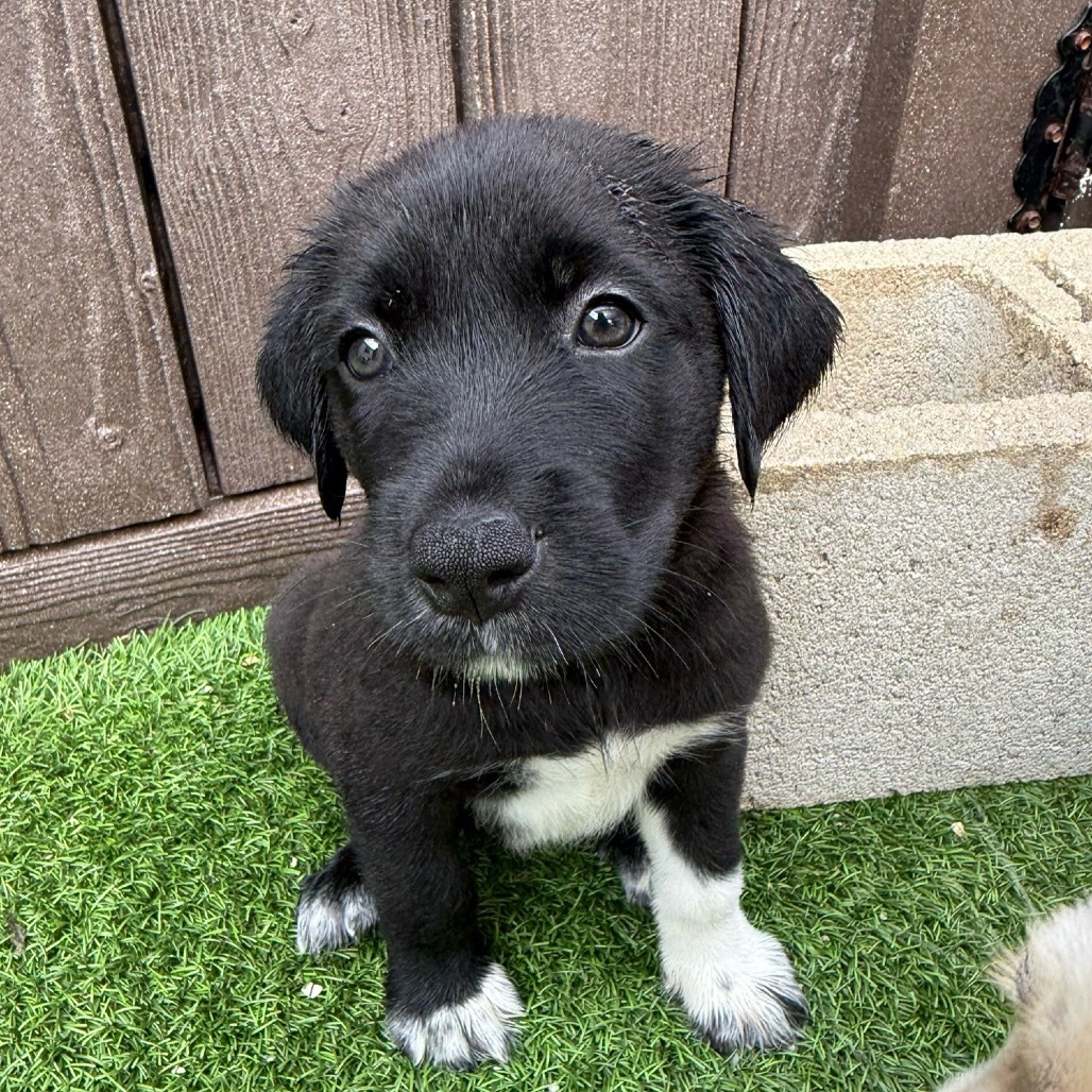 Pup 4 Red
