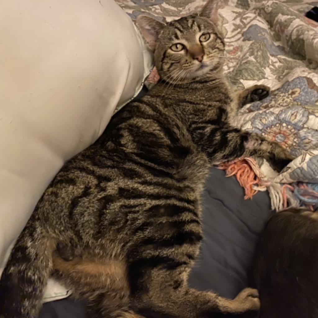 Gepetto, an adoptable Domestic Short Hair in Nampa, ID, 83686 | Photo Image 1