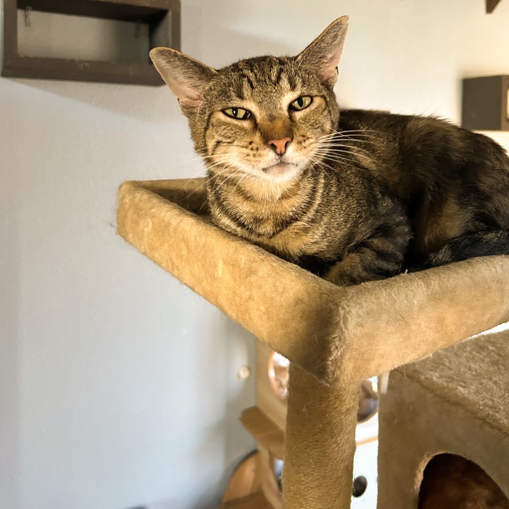 Gepetto, an adoptable Domestic Short Hair in Nampa, ID, 83686 | Photo Image 2