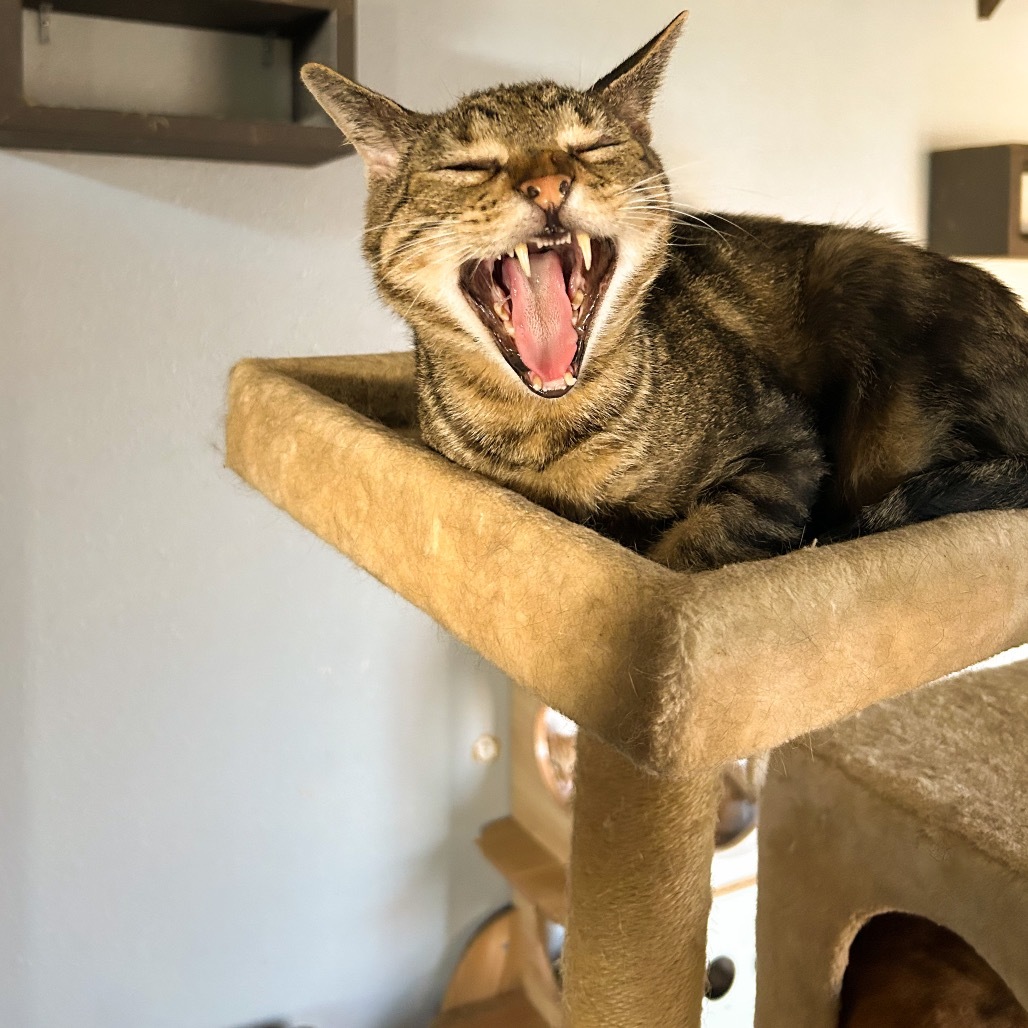 Gepetto, an adoptable Domestic Short Hair in Nampa, ID, 83686 | Photo Image 3