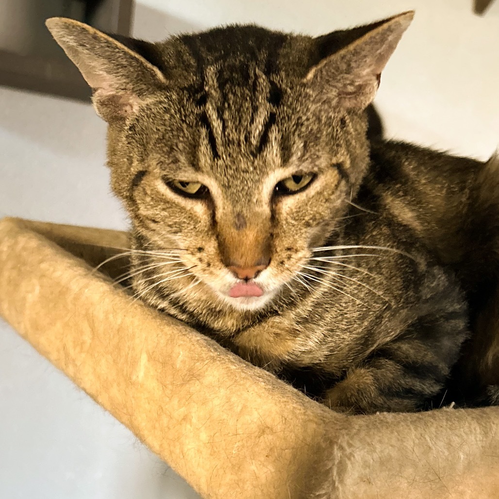 Gepetto, an adoptable Domestic Short Hair in Nampa, ID, 83686 | Photo Image 4