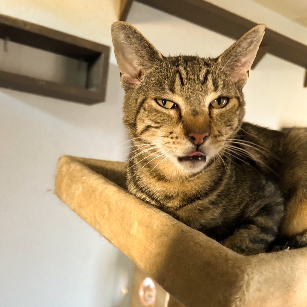 Gepetto, an adoptable Domestic Short Hair in Nampa, ID, 83686 | Photo Image 5