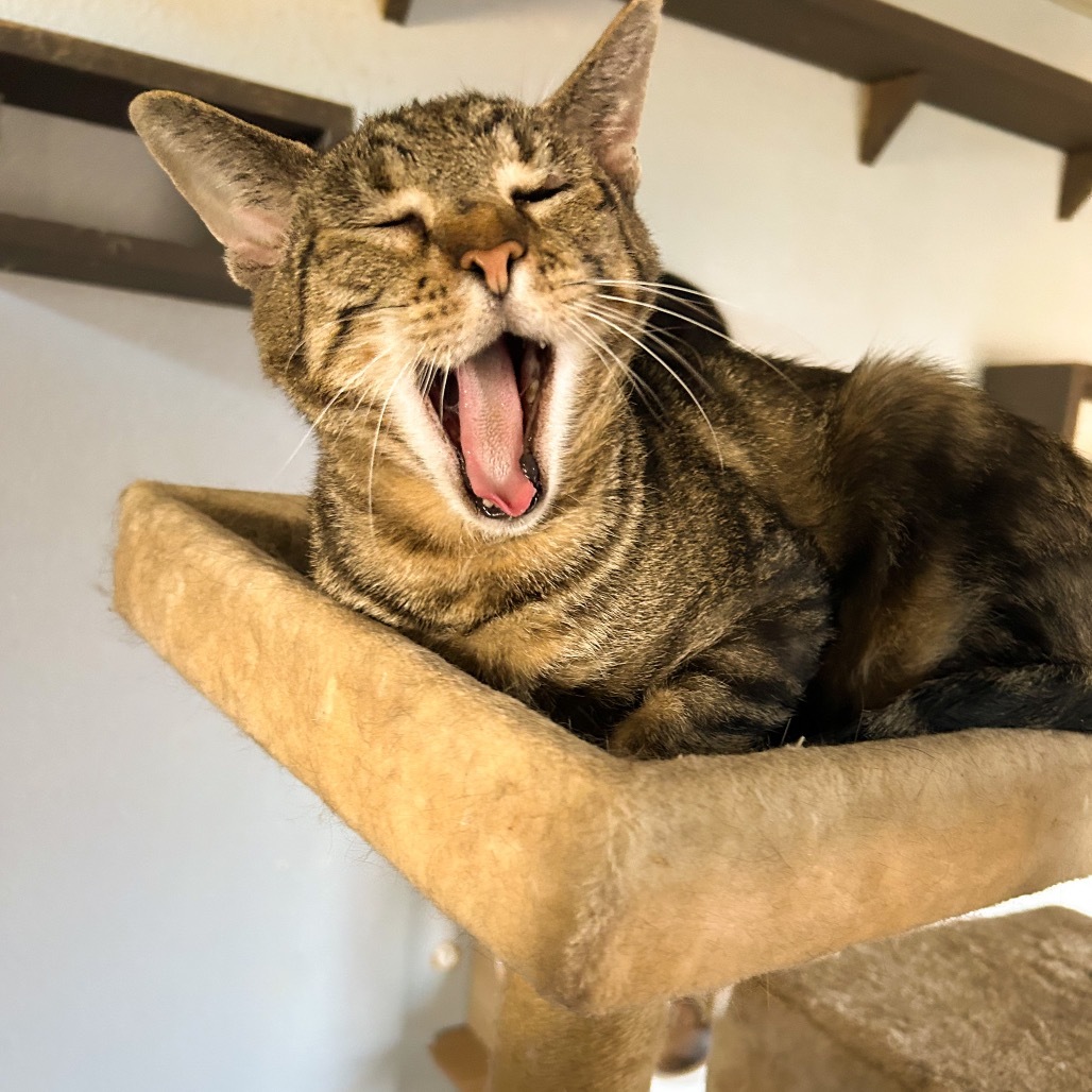 Gepetto, an adoptable Domestic Short Hair in Nampa, ID, 83686 | Photo Image 6