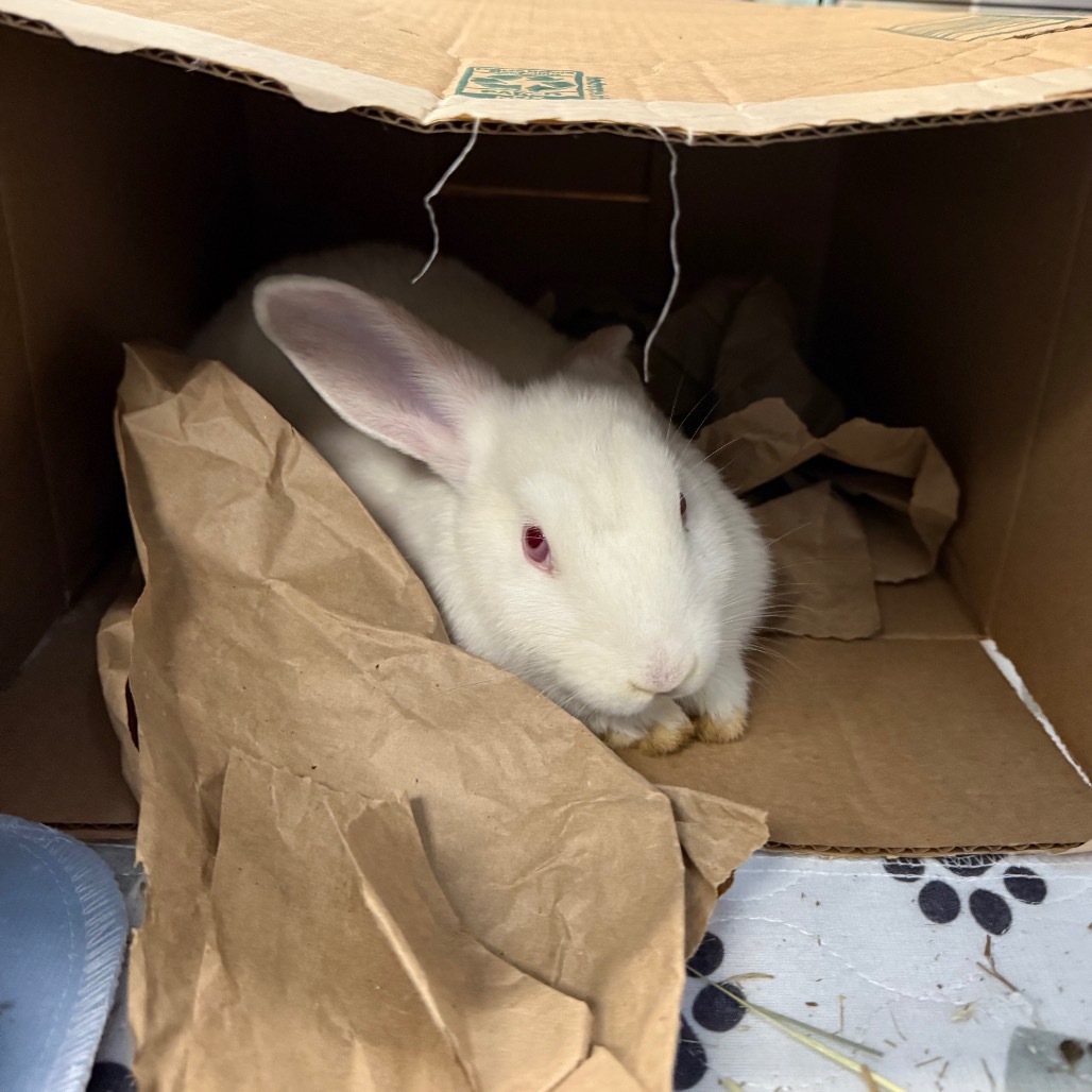Countess Binky