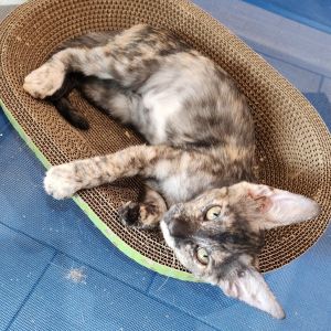 Lydia is the sweetest friendliest cutest kitten And given her history it is 