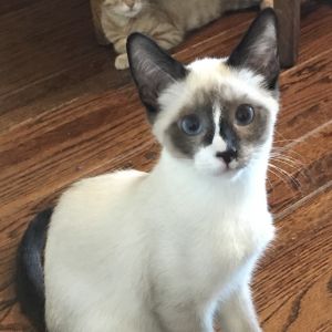 Hello from Ping our beautiful Siamese Snowshoe mix boy Rescued with his brother