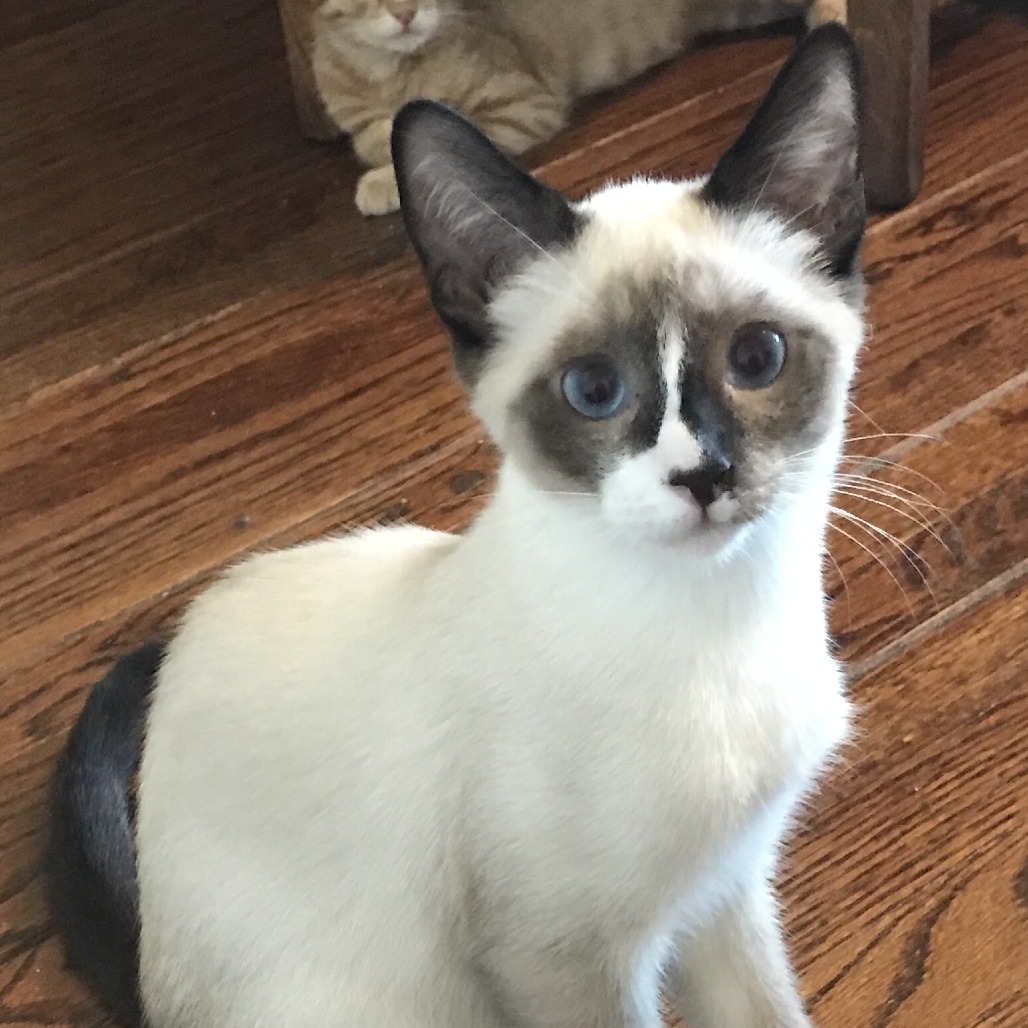 Ping, an adoptable Snowshoe in Los Angeles, CA, 90039 | Photo Image 1