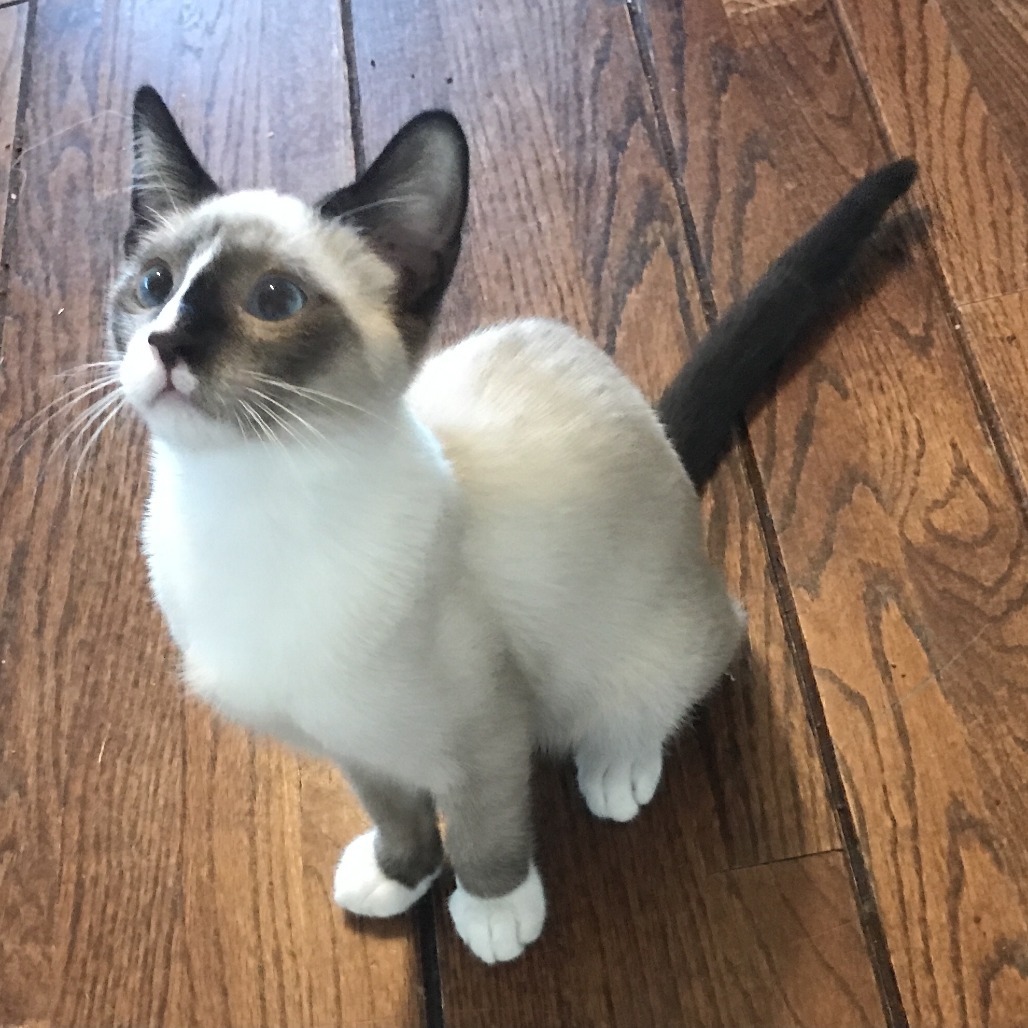 Ping, an adoptable Snowshoe in Los Angeles, CA, 90039 | Photo Image 2