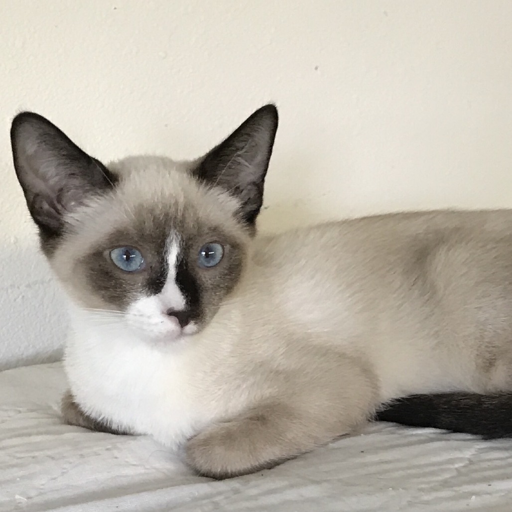 Ping, an adoptable Snowshoe in Los Angeles, CA, 90039 | Photo Image 3