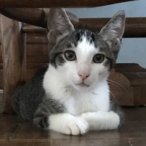 Hello from Mew our cute gray and white tabby with a pink bubblegum nose Rescued