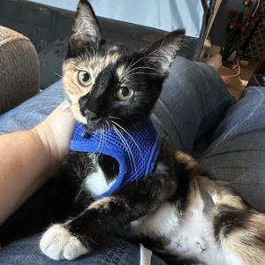 Hi my name is Chex Im an energetic little calico with white feet My foster mo