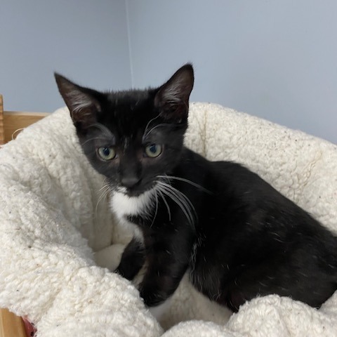 Mario, an adoptable Domestic Short Hair in Duncan, OK, 73533 | Photo Image 1