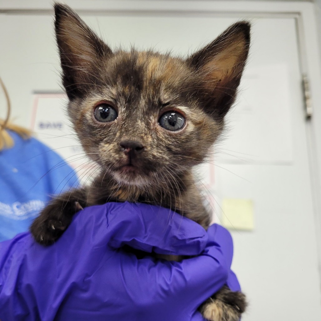 Peach, an adoptable Domestic Short Hair in Duncan, OK, 73533 | Photo Image 1