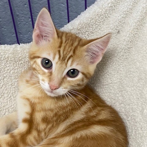 Bowser, an adoptable Domestic Short Hair in Duncan, OK, 73533 | Photo Image 1