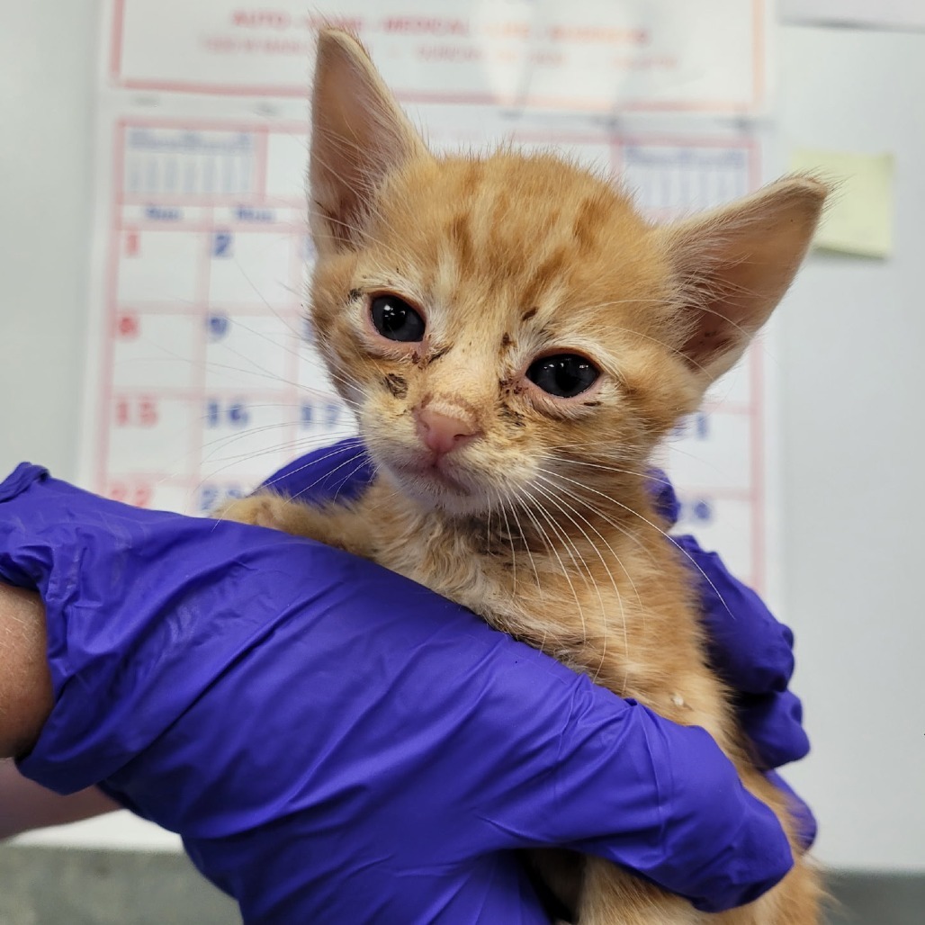 Bowser, an adoptable Domestic Short Hair in Duncan, OK, 73533 | Photo Image 2
