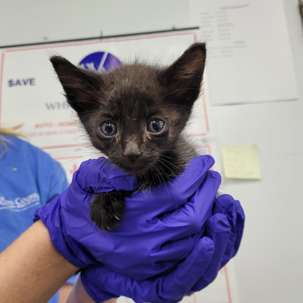 Luigi, an adoptable Domestic Short Hair in Duncan, OK, 73533 | Photo Image 1