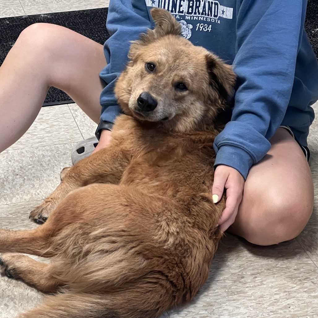*STRAY* Fella, an adoptable Chow Chow, Chihuahua in Glenwood, MN, 56334 | Photo Image 1