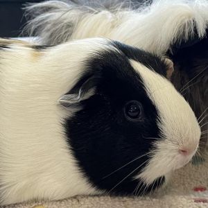 Calliope Guinea Pig Small & Furry