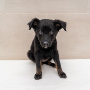 Welcome to the final frontier of cutenessour Star Trek pups Christine and her siblings just touche
