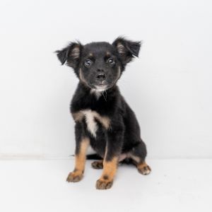 Welcome to the final frontier of cutenessour Star Trek pups Uhuru and her siblings just touched do
