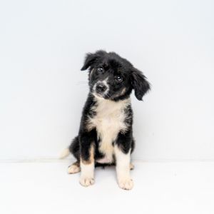 Welcome to the final frontier of cutenessour Star Trek pups Janice and her siblings just touched d