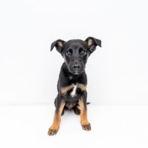 Welcome to the final frontier of cutenessour Star Trek pups Spock and his siblings just touched do