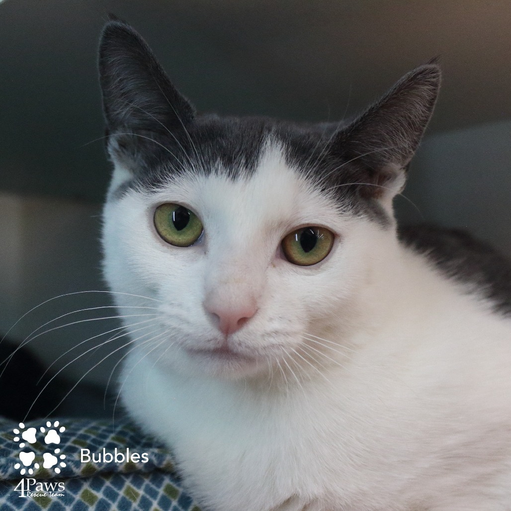 Bubbles London (sister of Buttercup and Blossom)